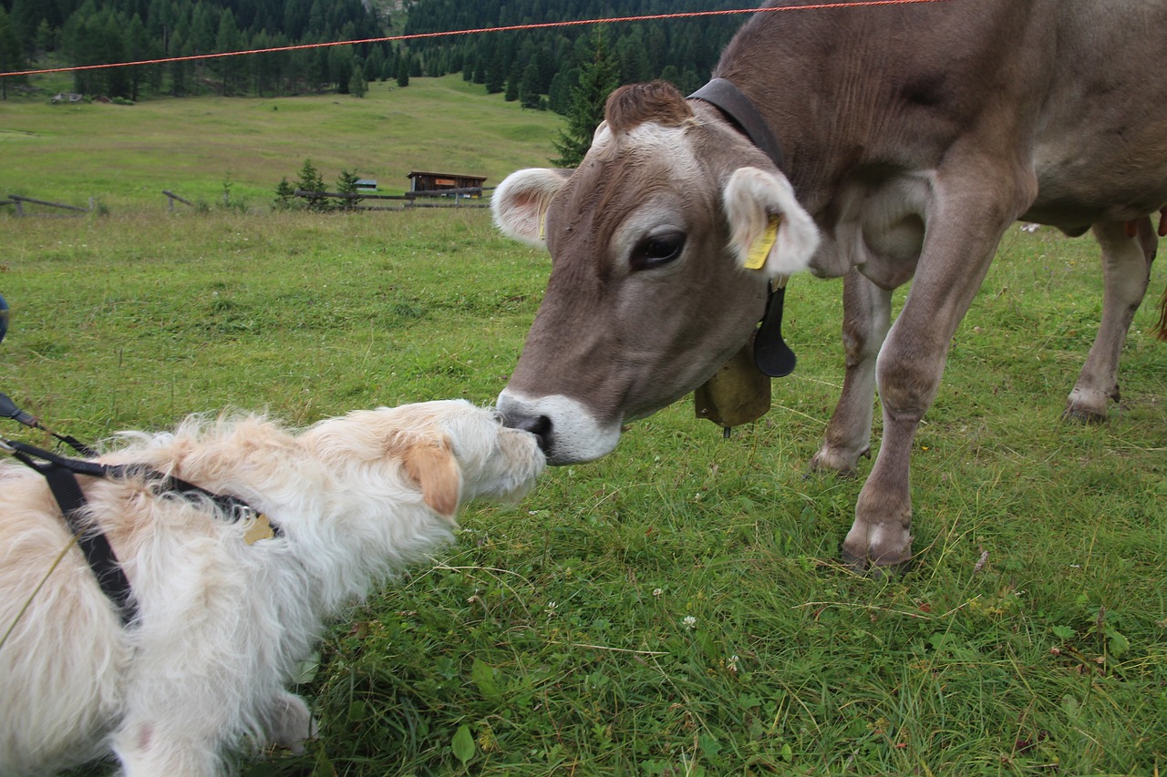 dog, cow, dolomites-631485.jpg